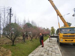  外環(huán)線道路景觀工程二、三標(biāo)段進(jìn)行補(bǔ)植復(fù)綠工作